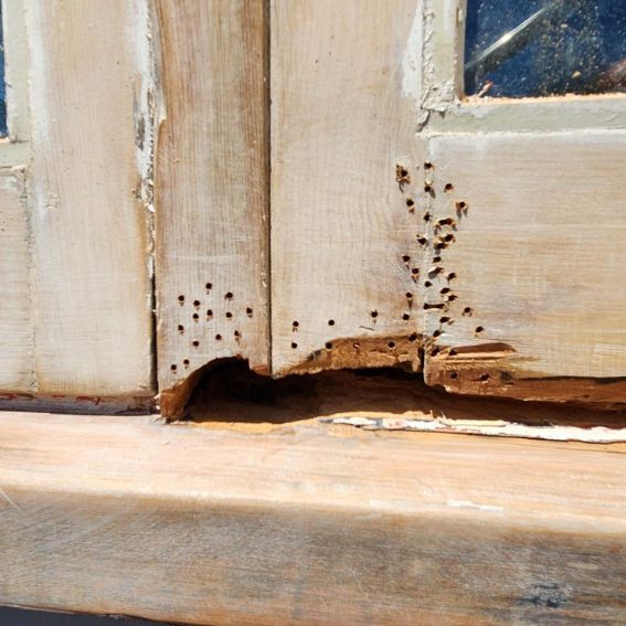 Timber window frames showing major rot 