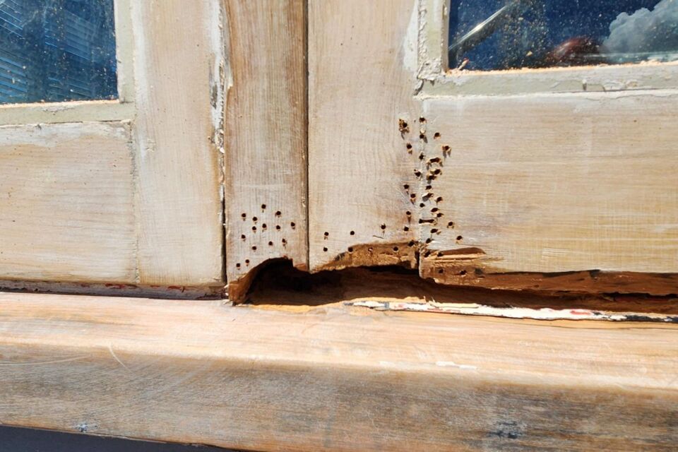 A close-up of an old wooden window frame with extensive borer damage, including multiple small holes and rotting sections. The worn timber highlights the need for window frame restoration and retrofit double glazing. The Glaziers Ltd in Auckland specialises in upgrading old windows with energy-efficient double glazing, improving insulation and durability.
